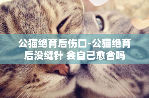 公貓絕育后傷口-公貓絕育后沒縫針 會自己愈合嗎