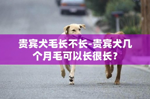 貴賓犬毛長不長-貴賓犬幾個月毛可以長很長？