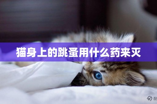 貓身上的跳蚤用什么藥來滅