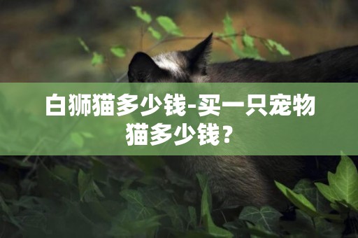 白獅貓多少錢-買一只寵物貓多少錢？