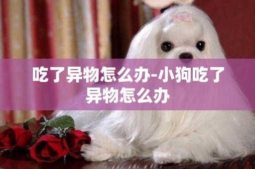 吃了異物怎么辦-小狗吃了異物怎么辦