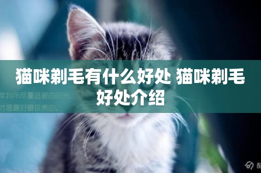貓咪剃毛有什么好處 貓咪剃毛好處介紹