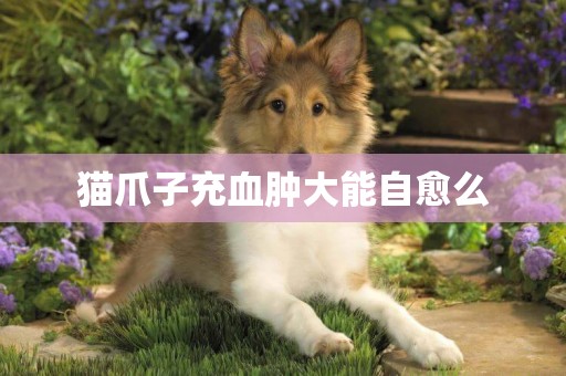 貓爪子充血腫大能自愈么