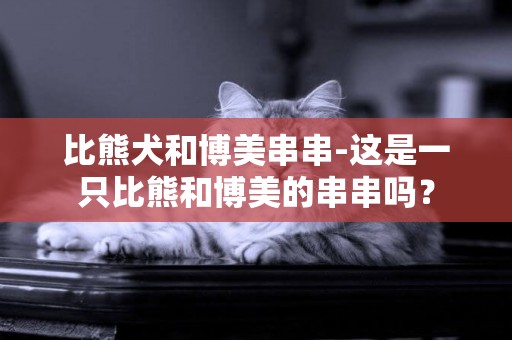 比熊犬和博美串串-這是一只比熊和博美的串串嗎？