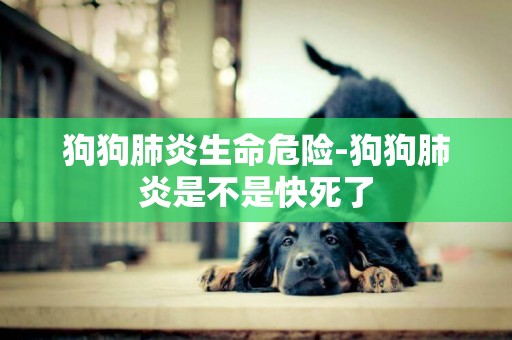 狗狗肺炎生命危險-狗狗肺炎是不是快死了