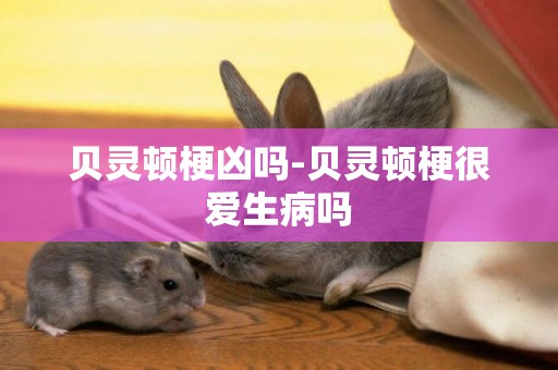 貝靈頓梗兇嗎-貝靈頓梗很愛生病嗎