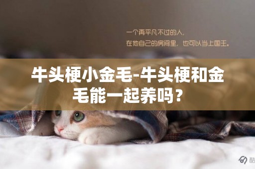 牛頭梗小金毛-牛頭梗和金毛能一起養嗎？