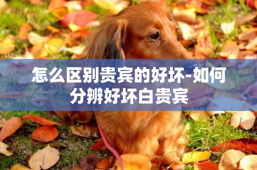 怎么區別貴賓的好壞-如何分辨好壞白貴賓