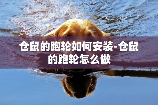倉鼠的跑輪如何安裝-倉鼠的跑輪怎么做