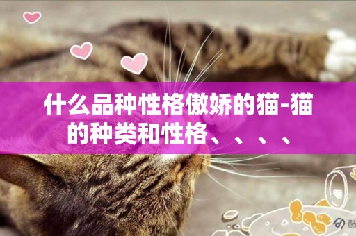 什么品種性格傲嬌的貓-貓的種類和性格、、、、