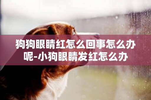狗狗眼睛紅怎么回事怎么辦呢-小狗眼睛發紅怎么辦
