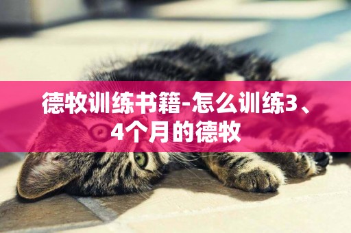 德牧訓練書籍-怎么訓練3、4個月的德牧