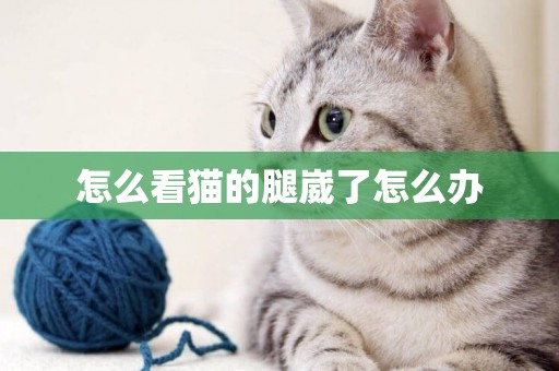 怎么看貓的腿崴了怎么辦