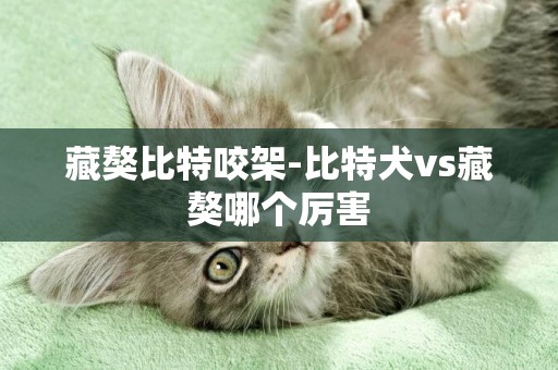 藏獒比特咬架-比特犬vs藏獒哪個厲害