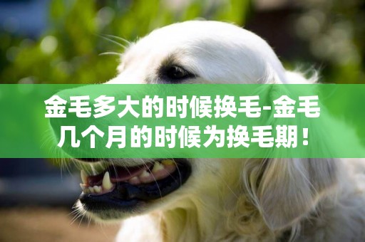 金毛多大的時候換毛-金毛幾個月的時候為換毛期！