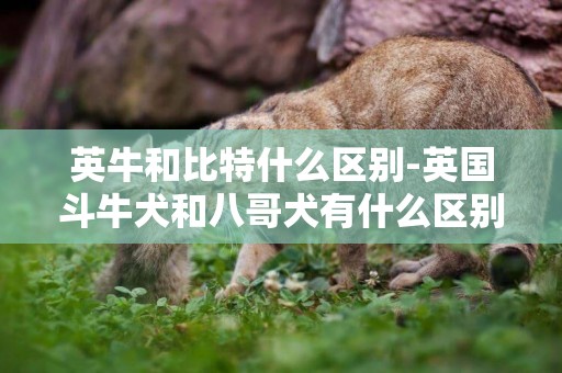 英牛和比特什么區別-英國斗牛犬和八哥犬有什么區別？
