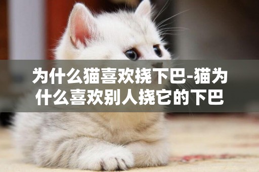 為什么貓喜歡撓下巴-貓為什么喜歡別人撓它的下巴