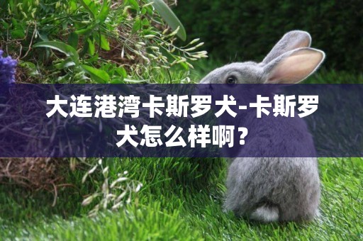 大連港灣卡斯羅犬-卡斯羅犬怎么樣啊？