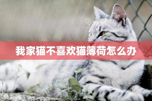我家貓不喜歡貓薄荷怎么辦