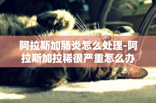 阿拉斯加腸炎怎么處理-阿拉斯加拉稀很嚴重怎么辦