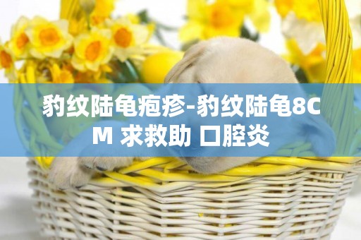 豹紋陸龜皰疹-豹紋陸龜8CM 求救助 口腔炎