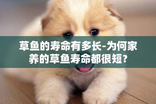 草魚的壽命有多長-為何家養的草魚壽命都很短？