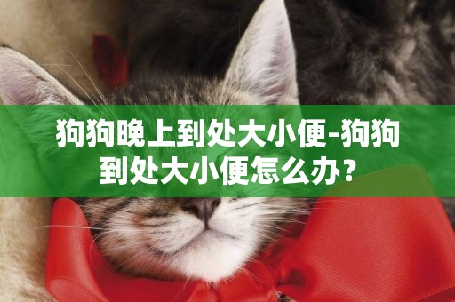 狗狗晚上到處大小便-狗狗到處大小便怎么辦？