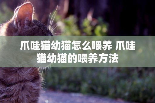 爪哇貓幼貓怎么喂養 爪哇貓幼貓的喂養方法