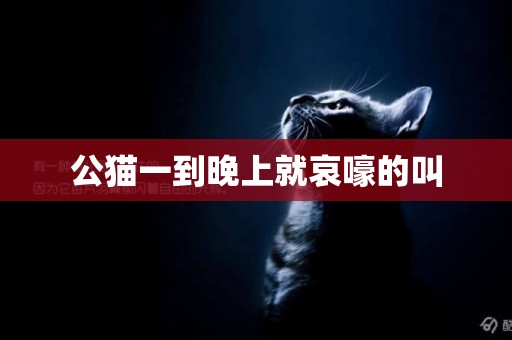 公貓一到晚上就哀嚎的叫