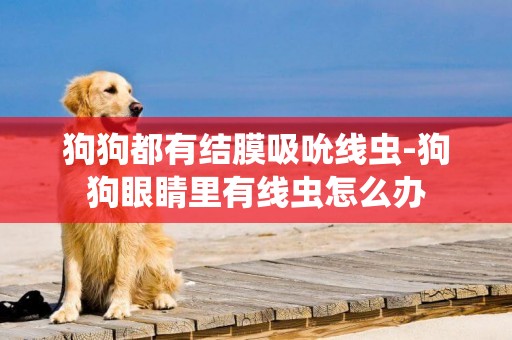 狗狗都有結膜吸吮線蟲-狗狗眼睛里有線蟲怎么辦