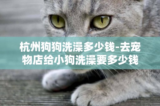 杭州狗狗洗澡多少錢-去寵物店給小狗洗澡要多少錢