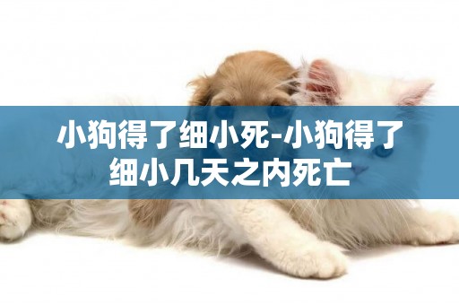 小狗得了細小死-小狗得了細小幾天之內死亡