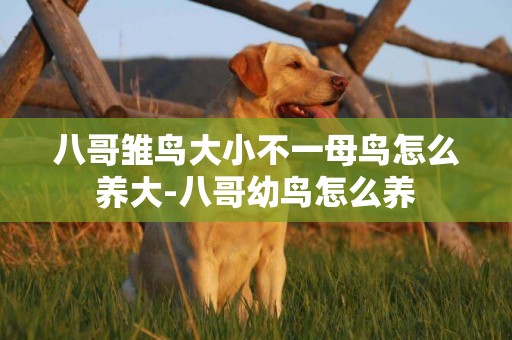 八哥雛鳥大小不一母鳥怎么養大-八哥幼鳥怎么養