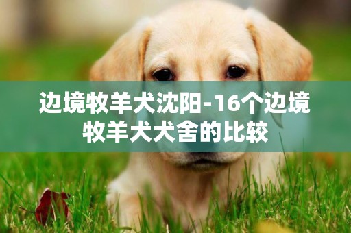 邊境牧羊犬沈陽-16個邊境牧羊犬犬舍的比較
