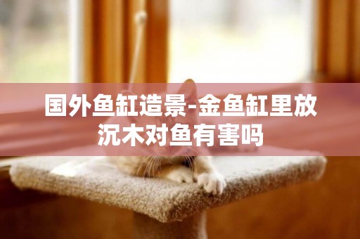 國外魚缸造景-金魚缸里放沉木對魚有害嗎