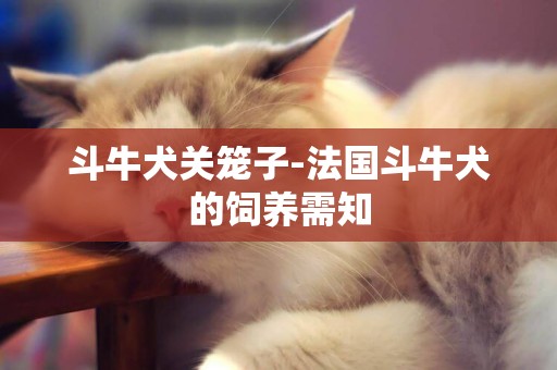 斗牛犬關籠子-法國斗牛犬的飼養需知