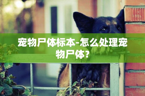 寵物尸體標本-怎么處理寵物尸體？