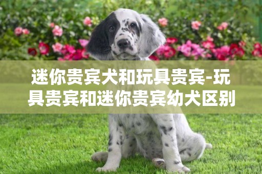 迷你貴賓犬和玩具貴賓-玩具貴賓和迷你貴賓幼犬區別