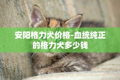 安陽格力犬價格-血統純正的格力犬多少錢