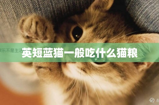 英短藍貓一般吃什么貓糧