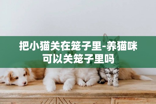 把小貓關在籠子里-養貓咪可以關籠子里嗎