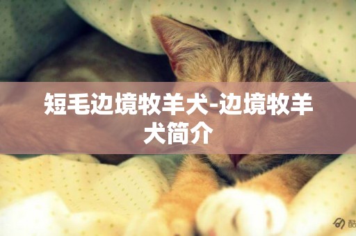 短毛邊境牧羊犬-邊境牧羊犬簡介