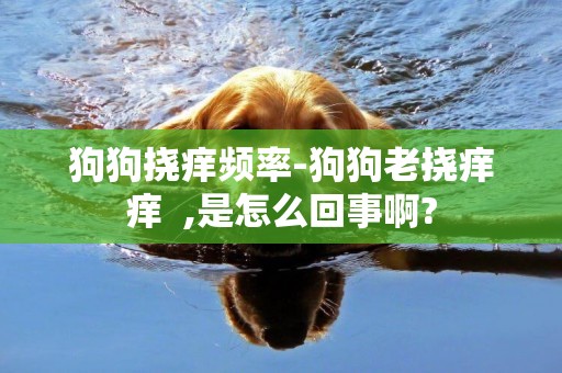 狗狗撓癢頻率-狗狗老撓癢癢  ,是怎么回事啊?