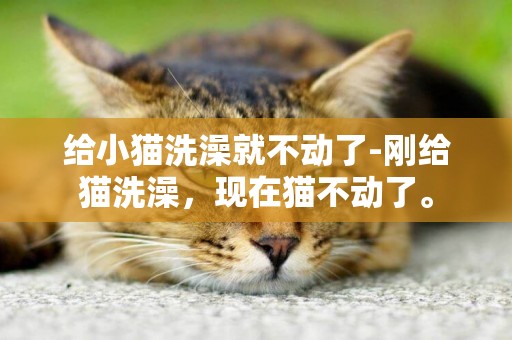 給小貓洗澡就不動了-剛給貓洗澡，現在貓不動了。