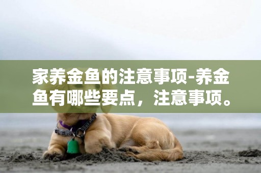 家養金魚的注意事項-養金魚有哪些要點，注意事項。