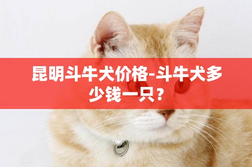 昆明斗牛犬價格-斗牛犬多少錢一只？