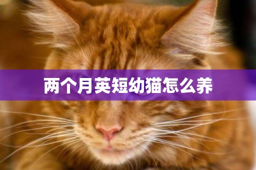 兩個月英短幼貓怎么養