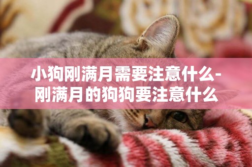 小狗剛滿月需要注意什么-剛滿月的狗狗要注意什么