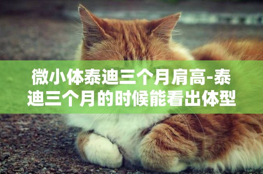 微小體泰迪三個月肩高-泰迪三個月的時候能看出體型嗎