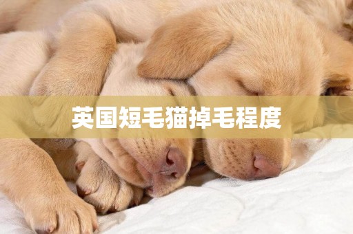 英國短毛貓掉毛程度